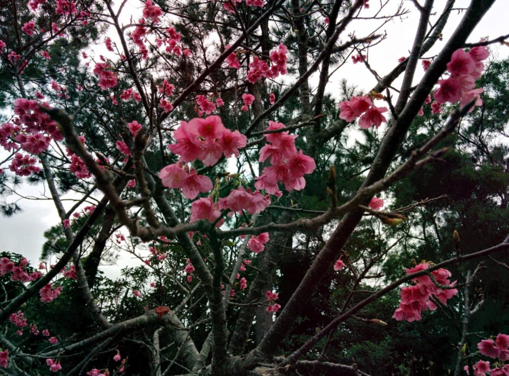 日本一早い桜を見に沖縄へ旅プランを❤