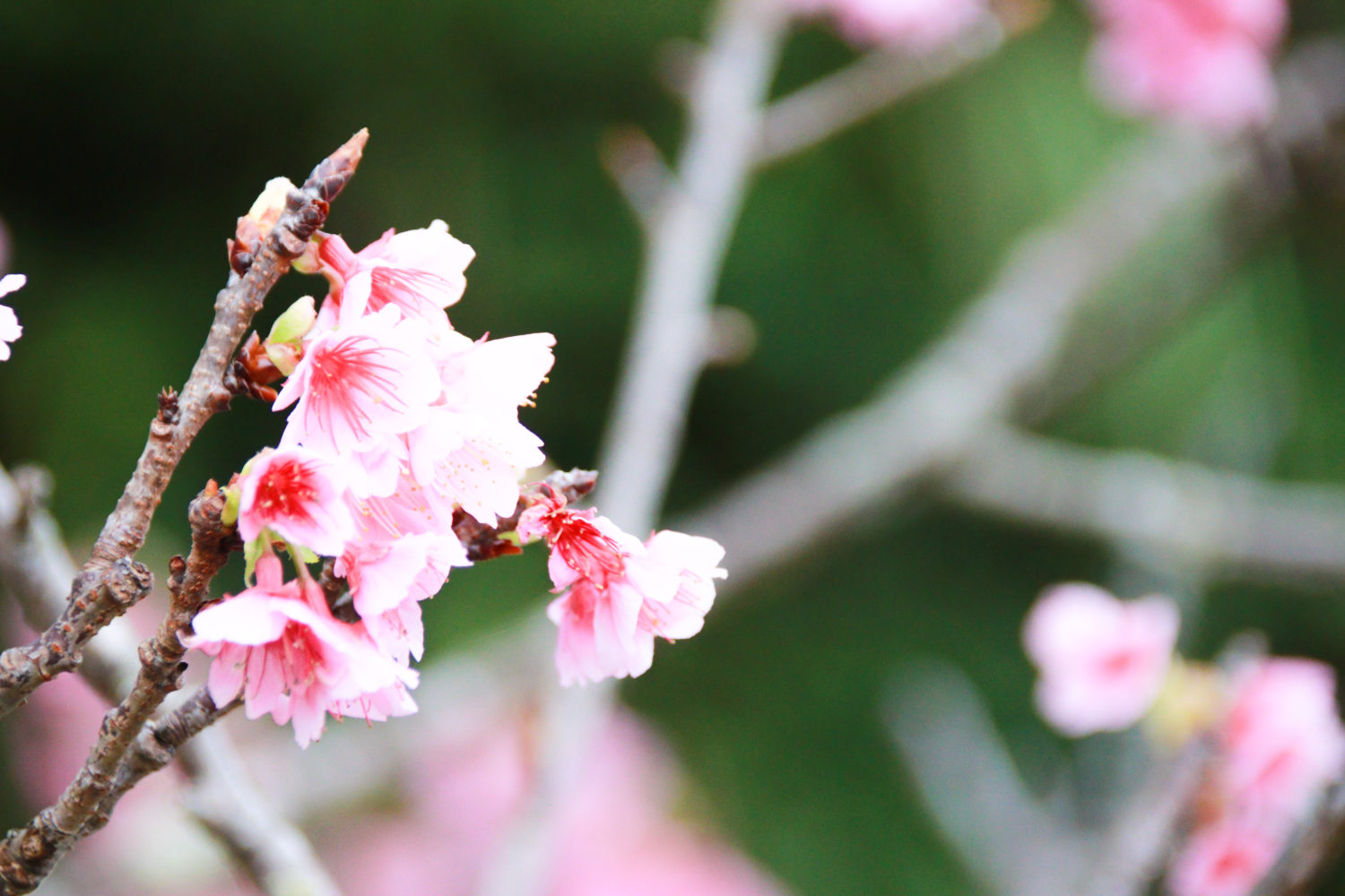 桜祭り❀日本一早い開花