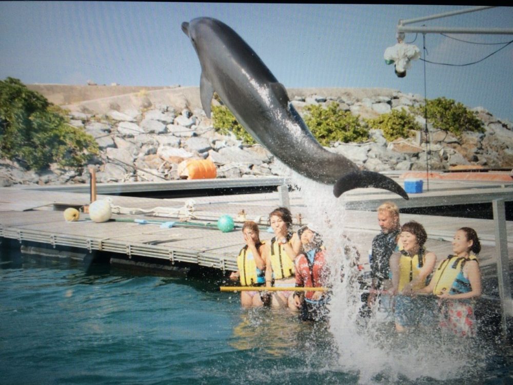 okinawa_dolphin